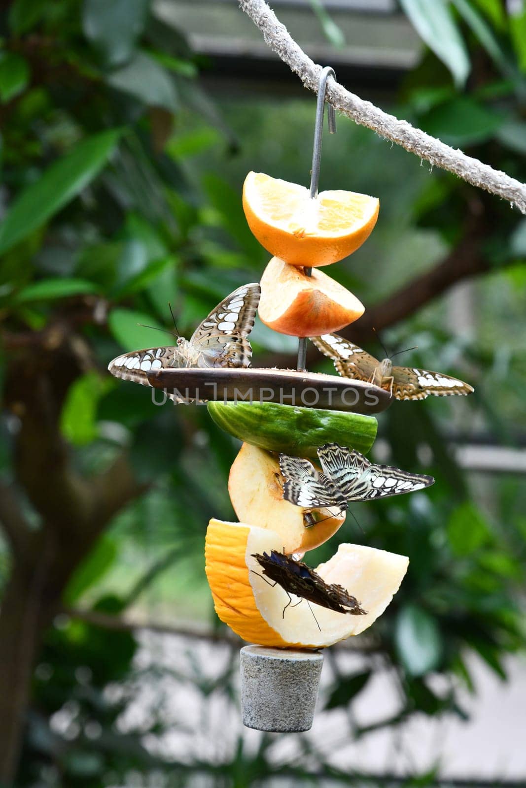 Feeding the butterflies with sweet fruits