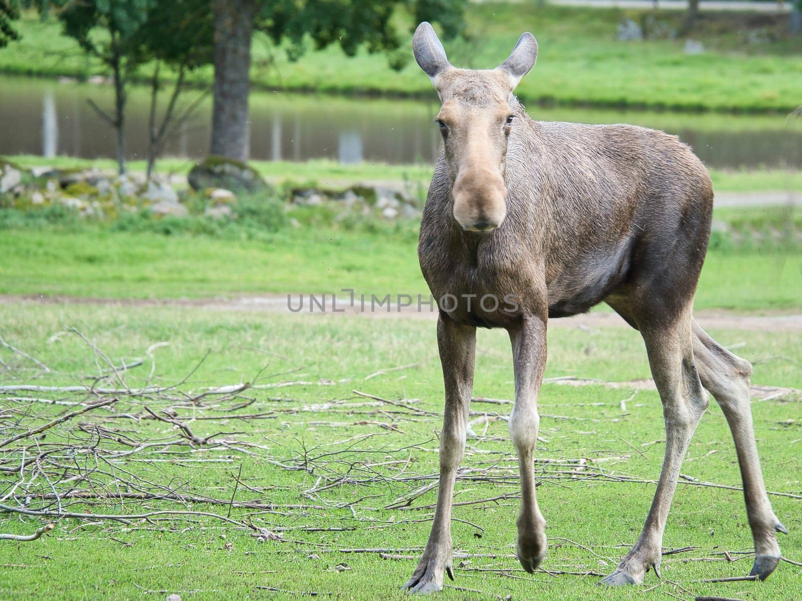 Moose cow in Scandinavia on a meadow. King of the forests in Sweden. Largest mammal in Europe. Animal photo