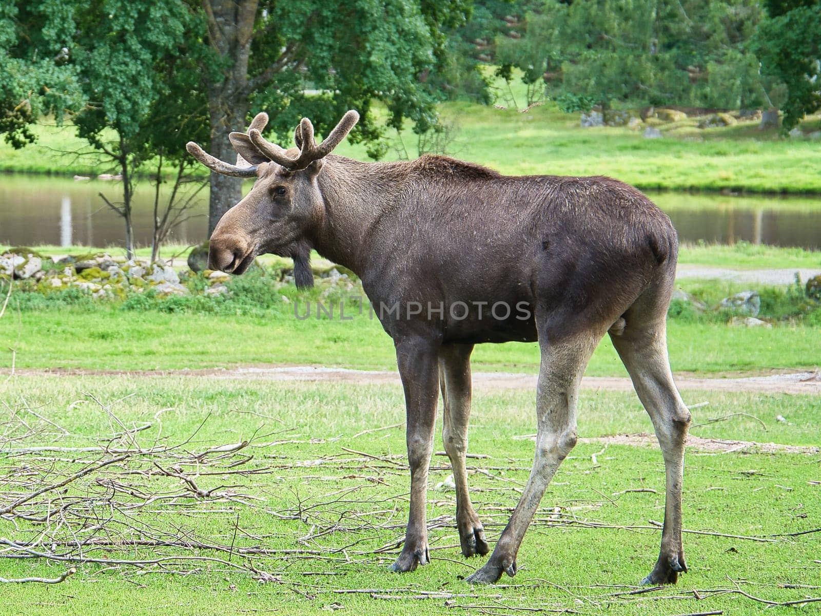 Elk bull in Scandinavia on a meadow with antlers. King of the forests in Sweden. Largest mammal in Europe. Animal photo