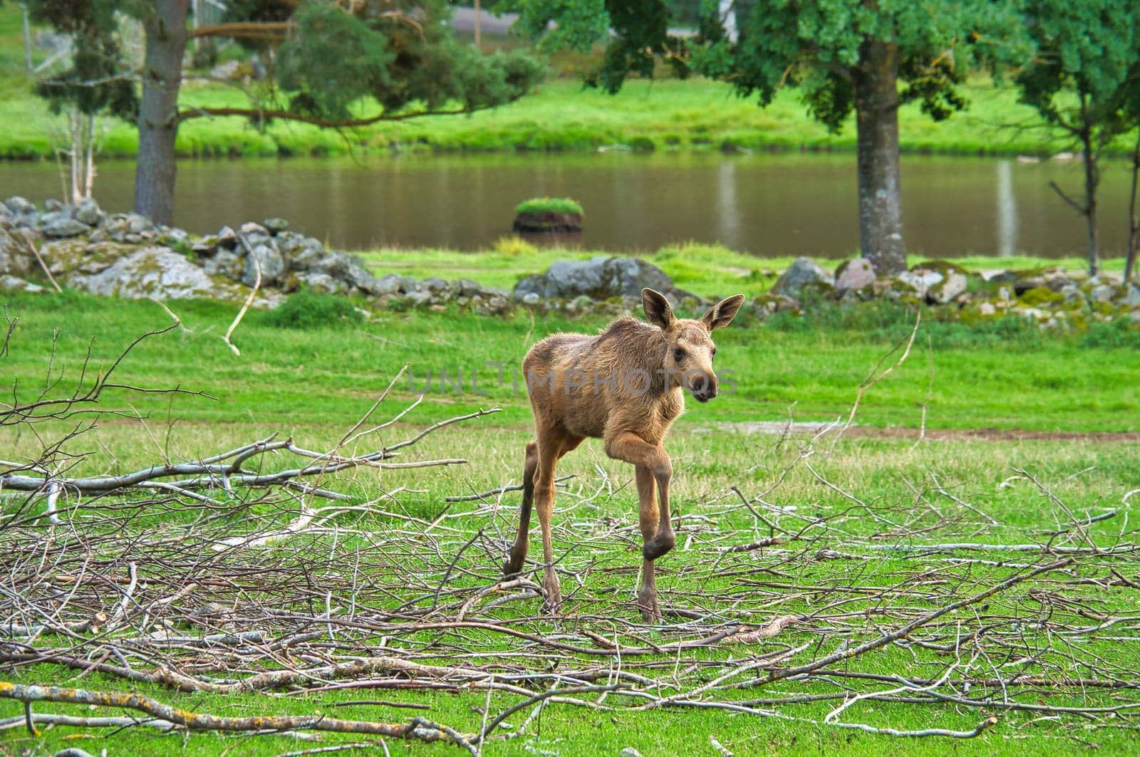 Moose baby in motion on a meadow. Young animal from the forest. King of the forest. Brown fur of the mammal. Animal photo from Scandinavia, Sweden