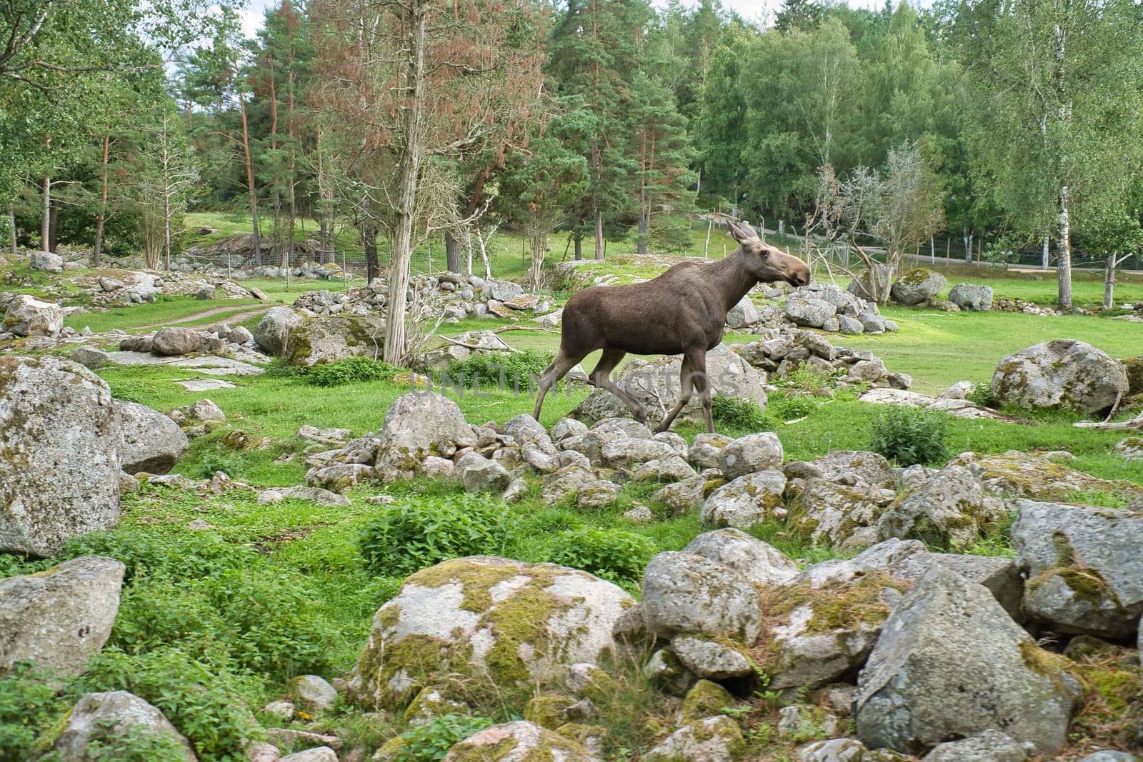 Moose in Scandinavia in the forest between trees and stones. King of the forests in Sweden. Largest mammal in Europe. Animal photo