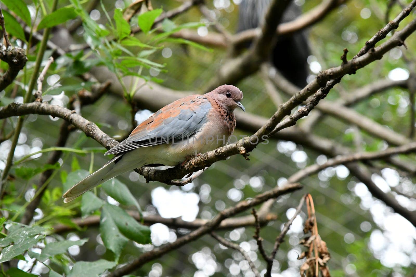 Palm bove on a branch