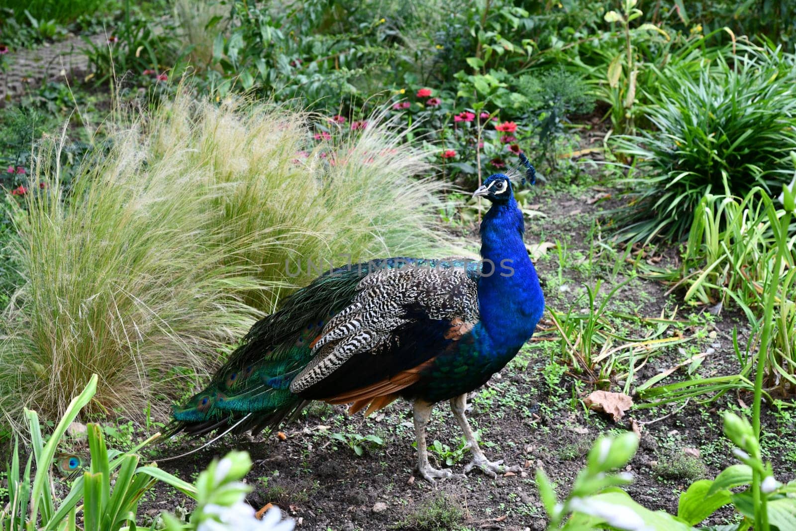 blue peacook in the tall grass