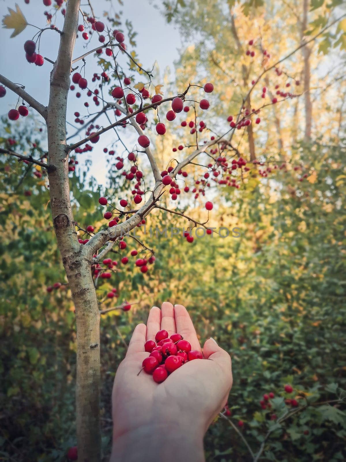 Female hand holding fresh bio hawthorn berries after picking them up from the tree in the forest. Wildberries in the woods natural environment. Crataegus autumn season fruits