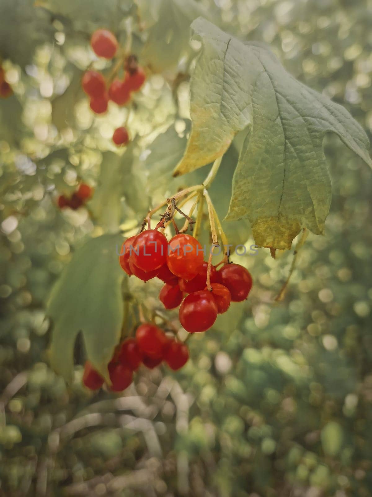 Fresh ripe viburnum berries growing on the bush in the forest. Closeup red wildberries, Guelder rose autumn season fruits in the wild