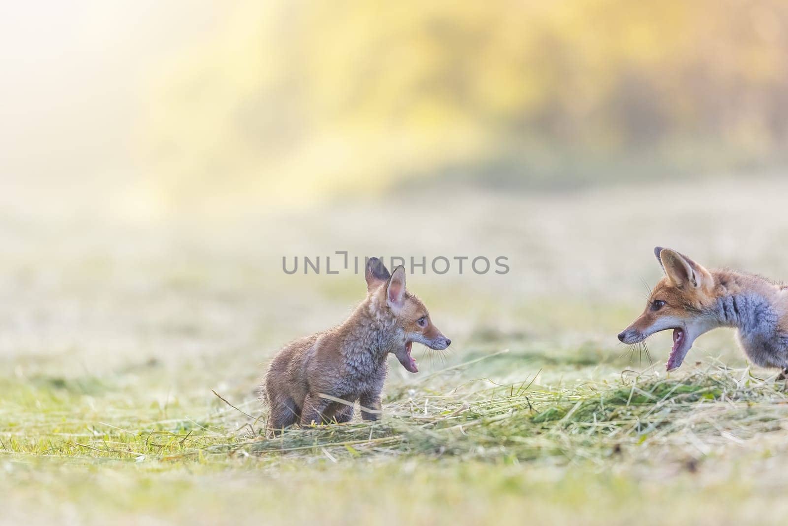 Cheerful picture of a pair of two red foxes discussing together in field in the sunlight.   Horizontally.