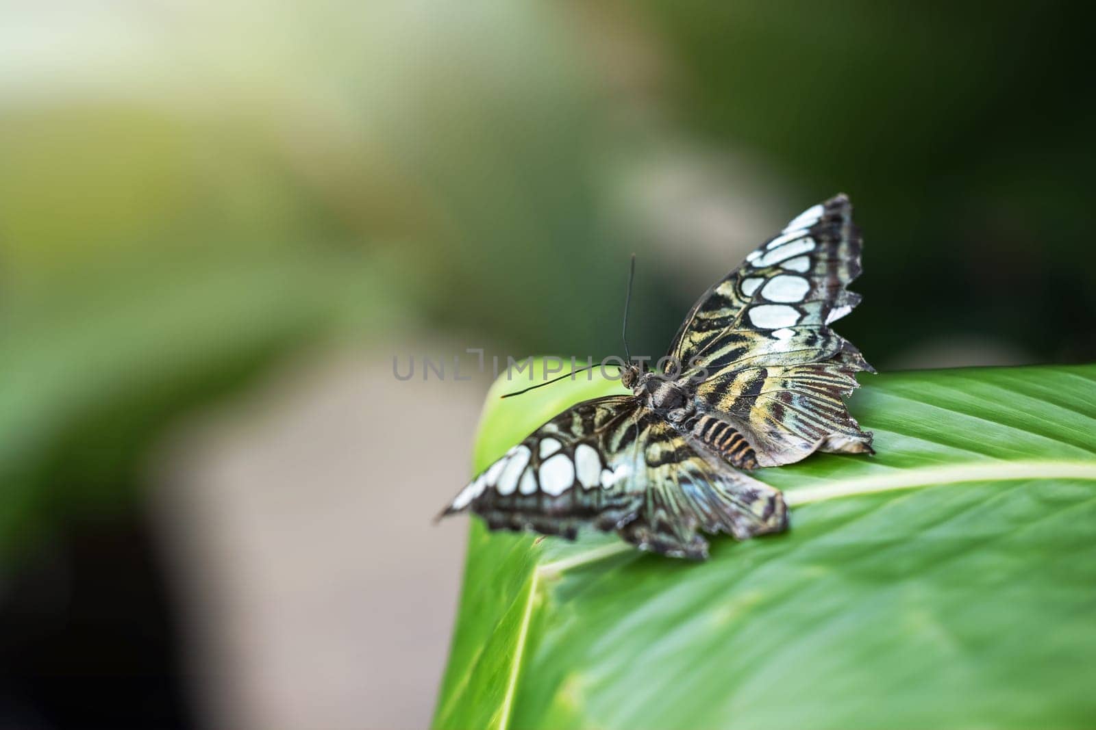 Macro photo of beautiful  butterfly posing with open wings on leaf of a green plant. Horizontally.