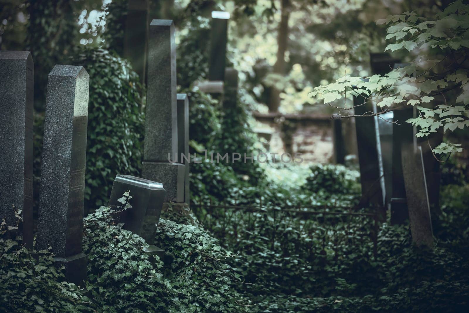 Old cemetery with tombstones  overgrown with ivy. The photo is in dark shades as a background. Horizontally.