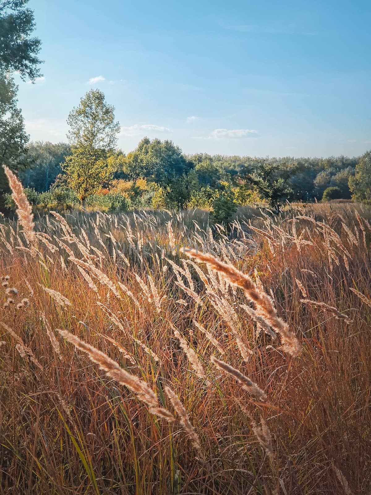 Autumn season nature with foxtail reed swaying in the wind, picturesque countryside view
