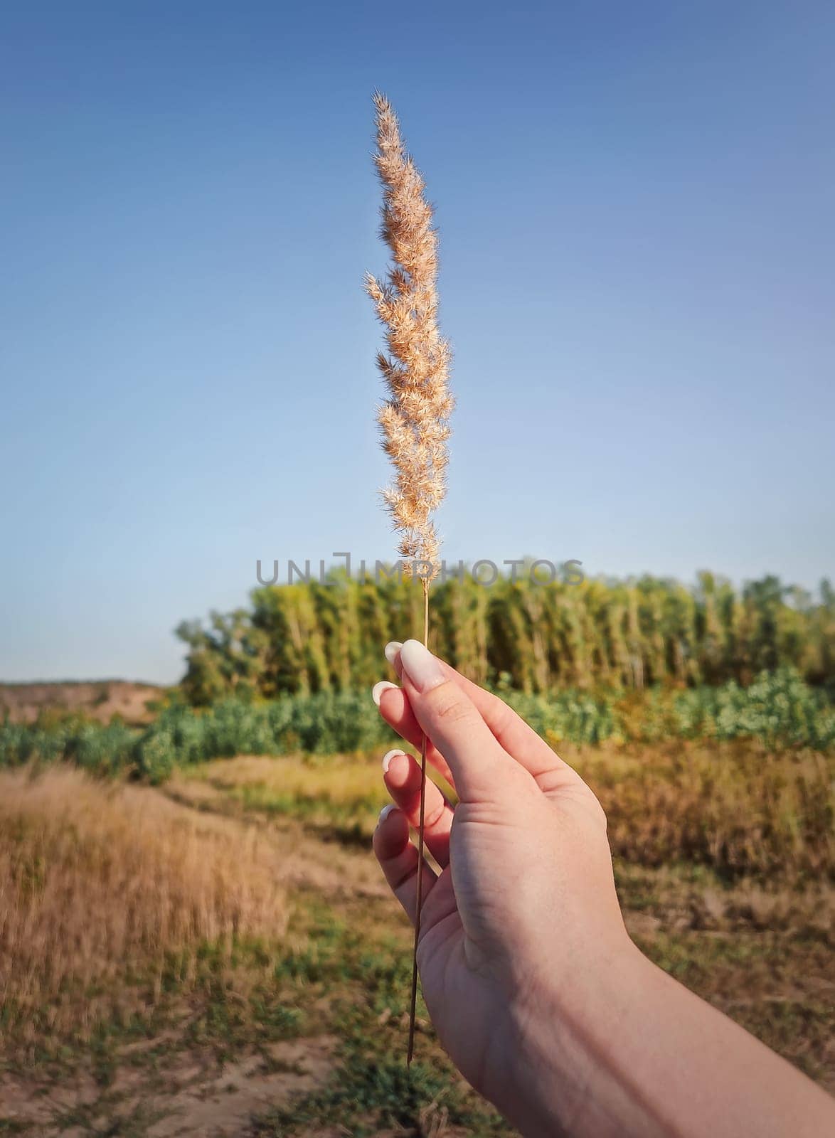 Female hand holding a foxtail reed plant in the wind over the idyllic rural background. Autumnal background, fall season picturesque beauty. Autumn countryside view