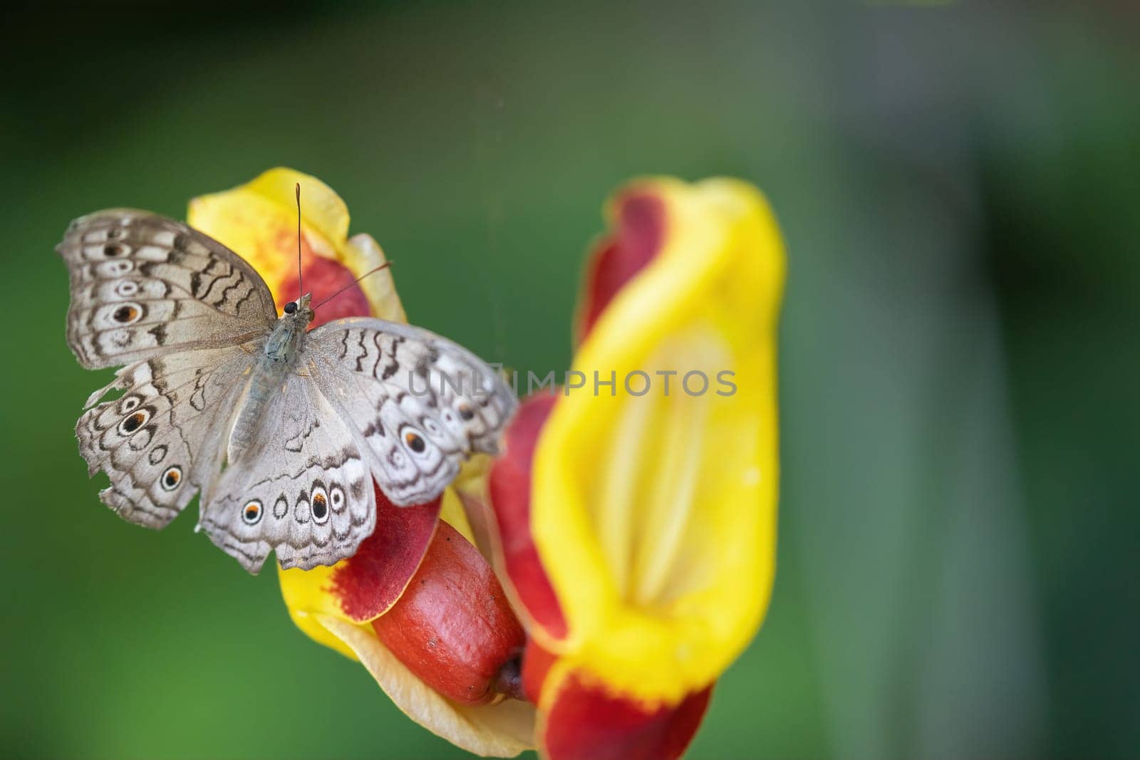 Grey pansy butterfly (Junonia atlites) is resting on red and yellow flower. Horizontally.