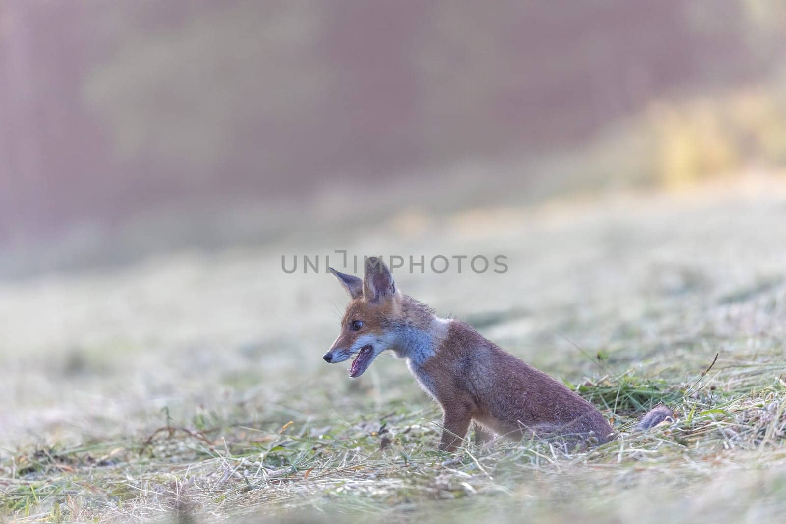 Adorable fox cub is sitting in the field in early morning sunlight.  Horizontally.