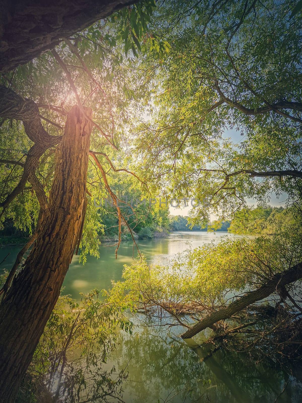 Wild nature view with willow trees growing above the water on the Prut riverbank