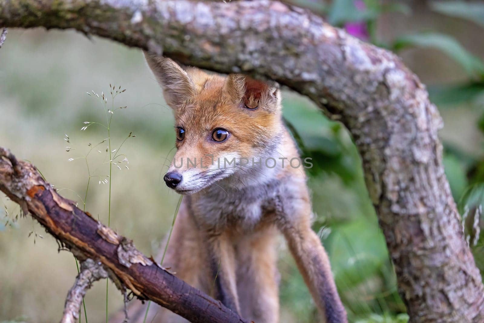 Front view of cute fox cub posing between two tree branches. Horizontally.