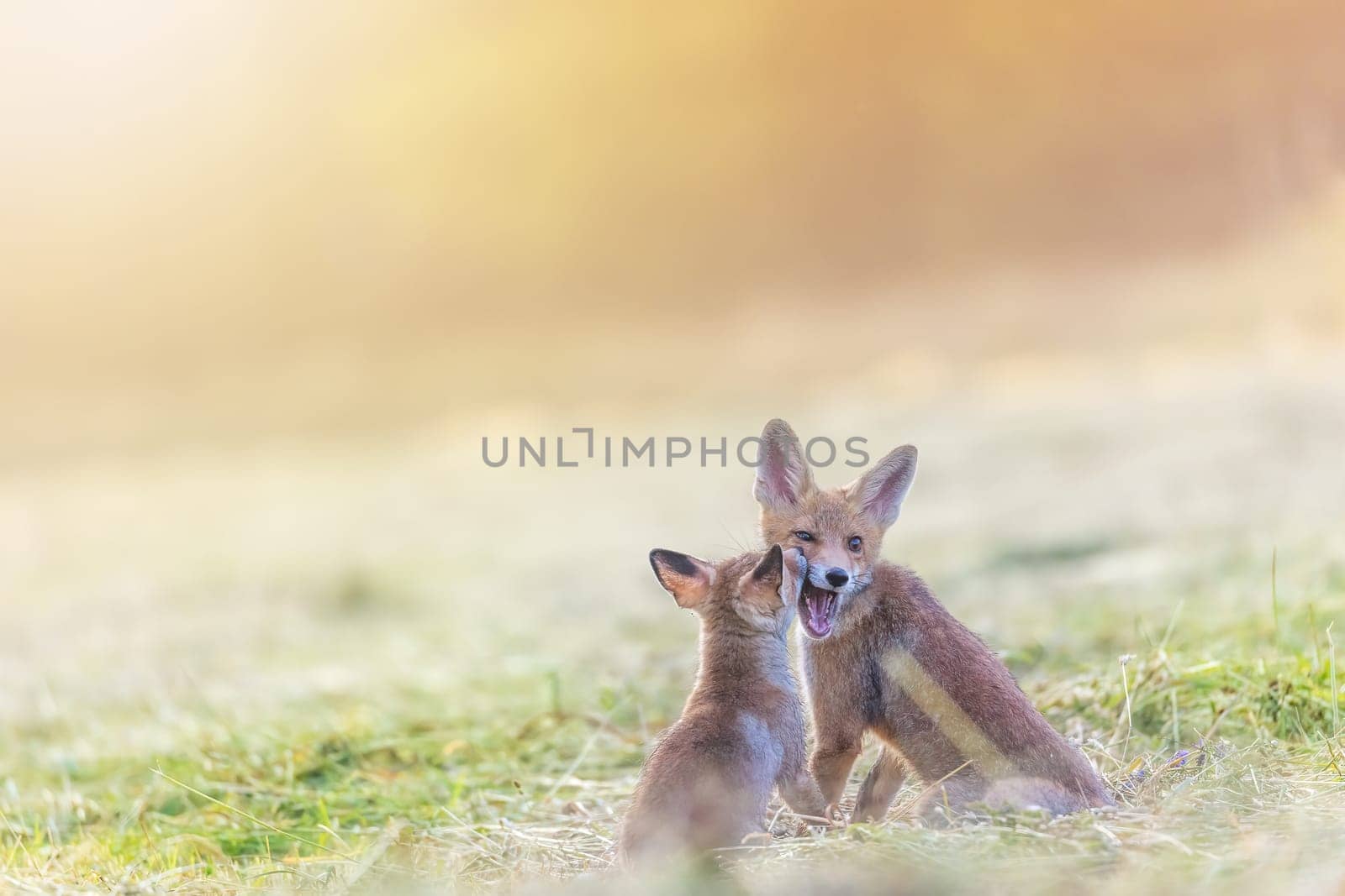 Pair of adorable smiling two red foxes is posing in field in the sunlight.  Horizontally.
