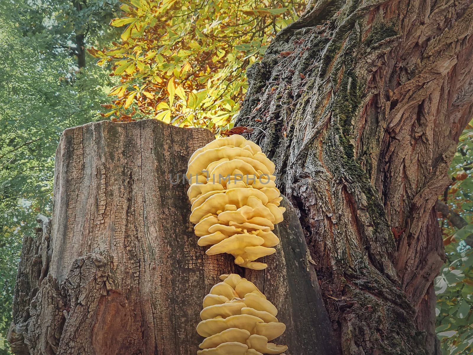 Tree mushrooms growing on a chestnut stalk. Chicken of the woods (Laetiporus Sulphureus)