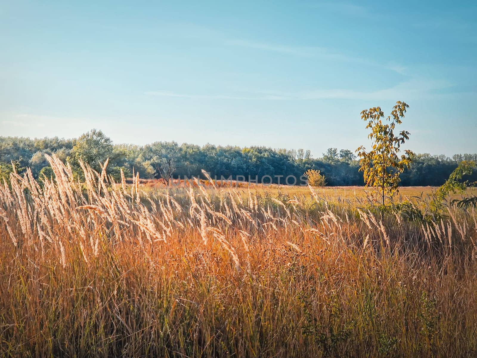 Autumn season nature with foxtail reed swaying in the wind, picturesque countryside view