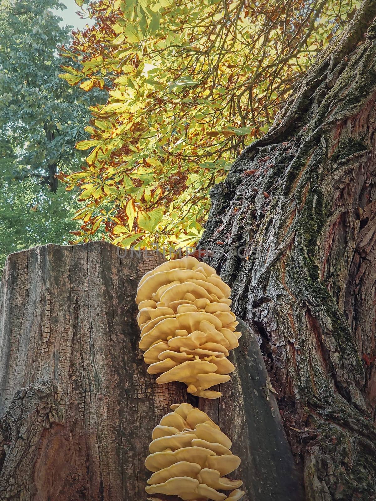 Closeup mushrooms growing on a chestnut tree stem. Laetiporus sulphureus known as chicken of the woods