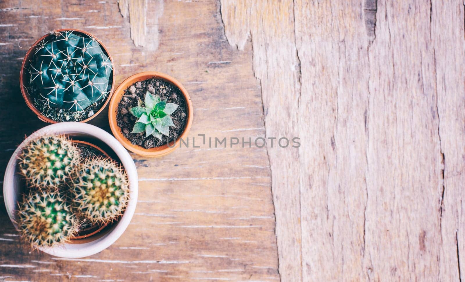 Various cactus and succulent plant in clay pot on vintage wooden background from above. Houseplant growing hobby and spring gardening at home flat lay. Flower shop design banner.