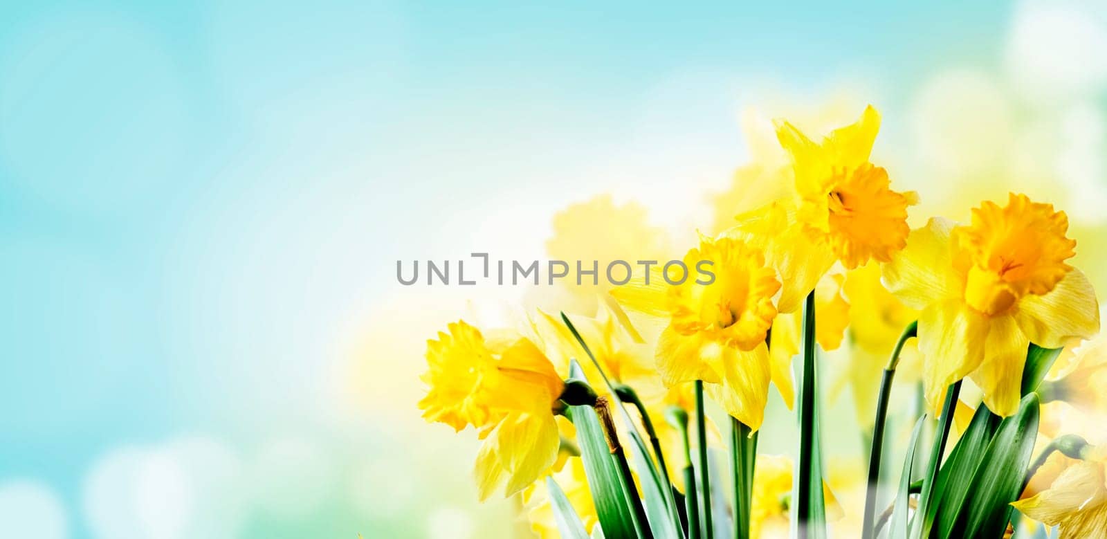 Closeup of beautiful spring daffodil bunch in garden with sunlight and bokeh sky background. Springtime yellow narcissus flower in sunny filed. Nature landscape design wallpaper. April easter holiday layout banner.