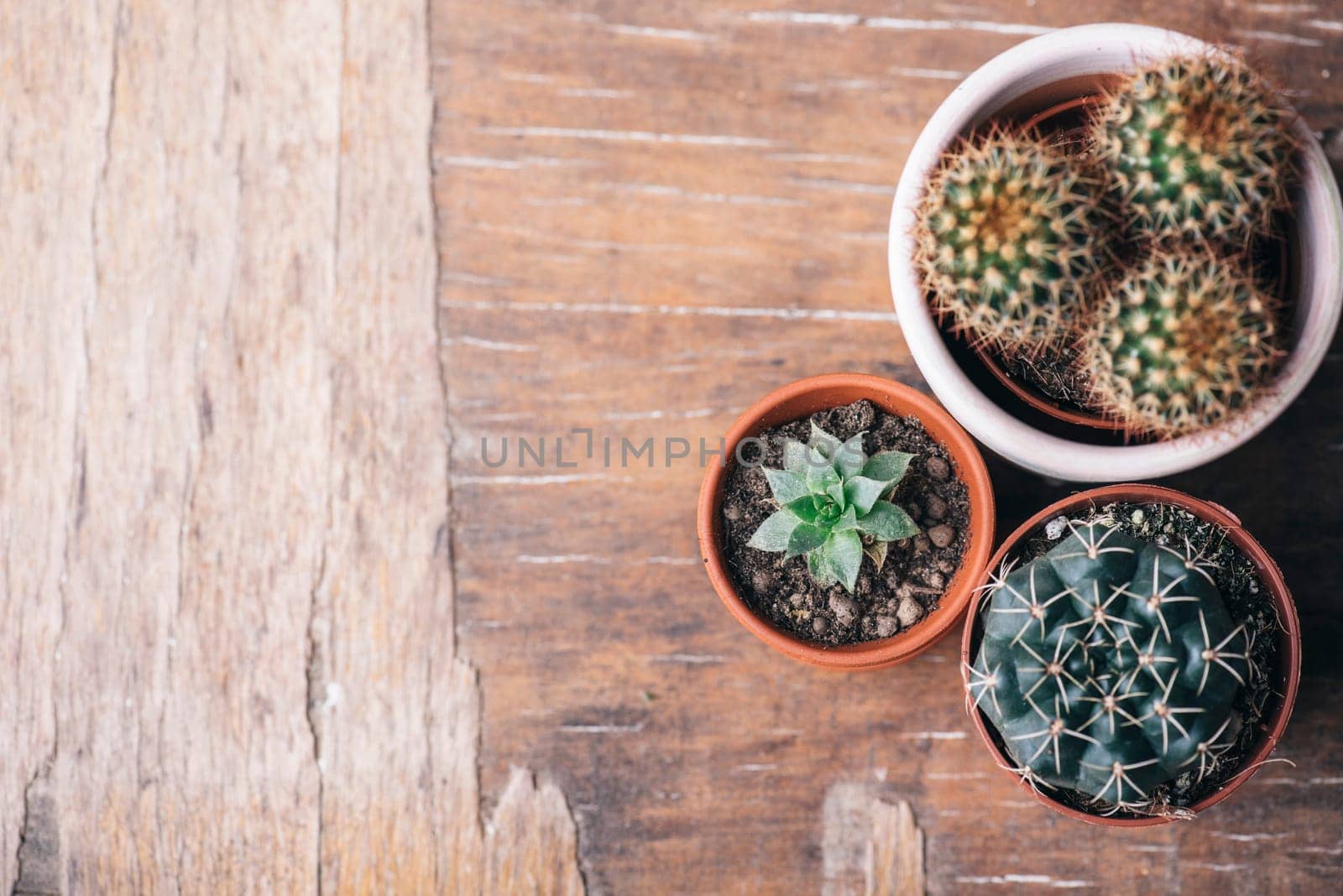 Various cactus and succulent plant in clay pot and gardening tool on vintage wooden background from above. Houseplant growing hobby and spring flower care at home flat lay. Flower shop design banner.