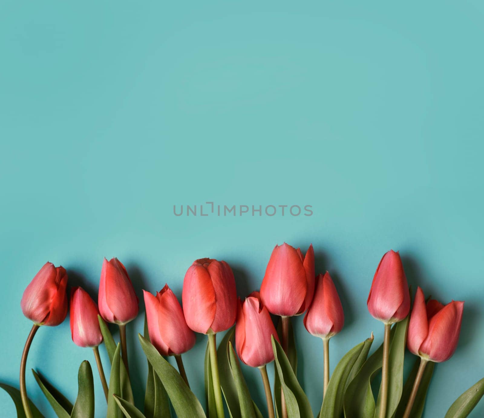 Red tulip flower on pastel blue background from above. Spring bud bouquet creative frame design. Top view. Minimal pop art wallpaper. Valentine, Mother's day and wedding greeting card.