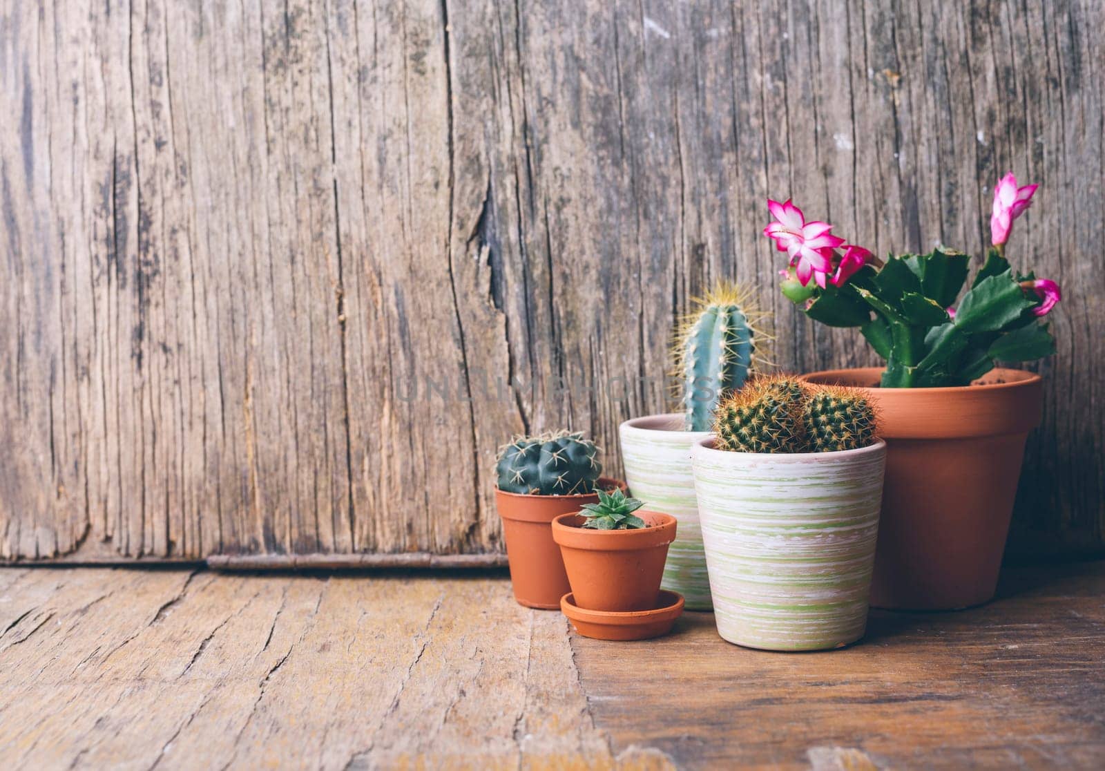 Various cactus and succulent plant in clay pot on vintage wooden background. Houseplant growing hobby and spring gardening at home. Flower care.