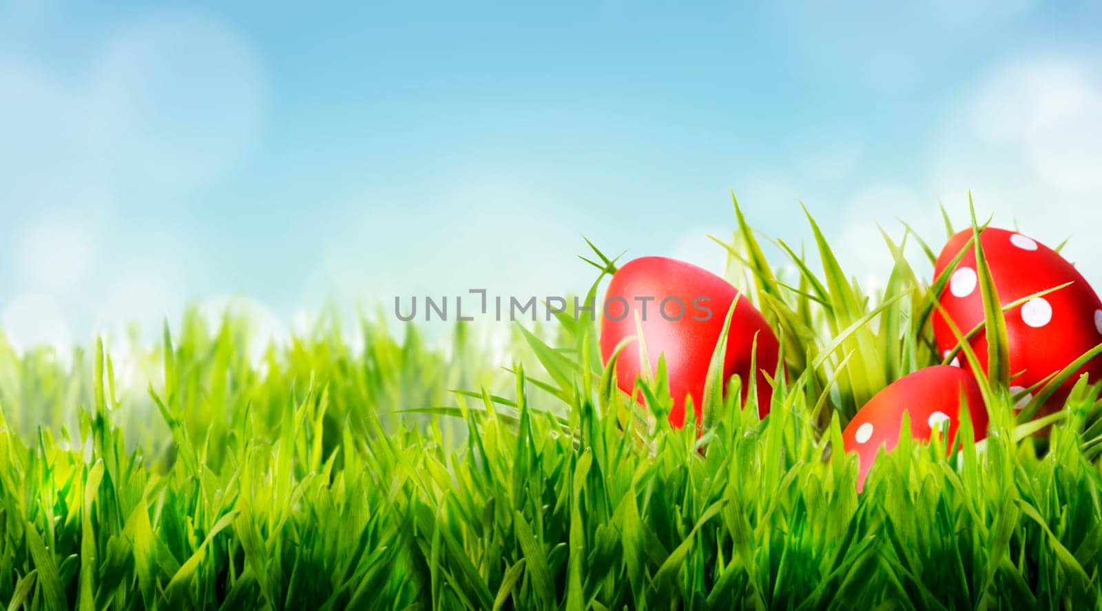 Red easter eggs hide in green grass. Easter holiday and springtime design background.