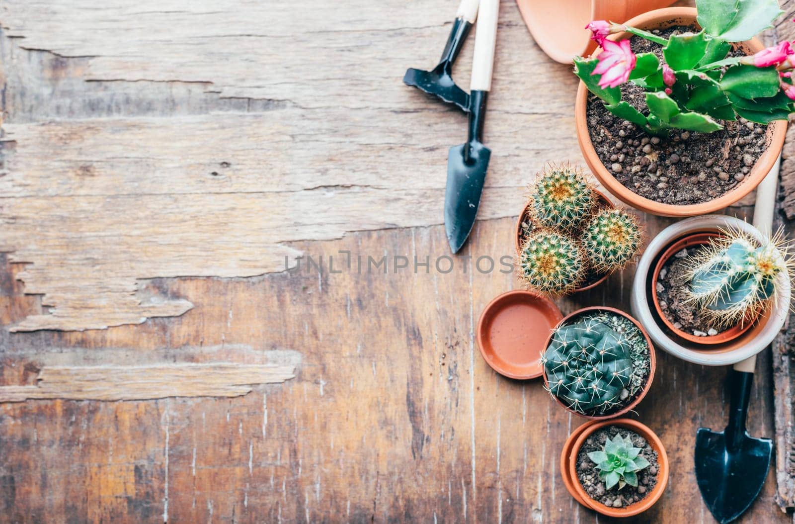 Various cactus and succulent plant in clay pot and gardening tool on vintage wooden background from above. Houseplant growing hobby and spring flower care at home flat lay. Flower shop design banner.