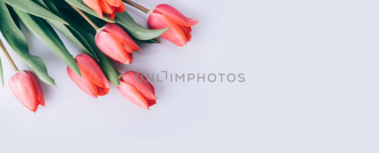 Red tulip flower on natural white background from above. Spring bud bouquet creative frame design. Top view. Minimal pop art wallpaper. Valentine, Mother's day and wedding greeting card.
