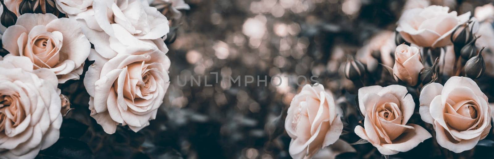 Fine art image of beautiful pastel roses in garden. Valentine and bridal vintage card design. Artistic floral bouquet wallpaper background.