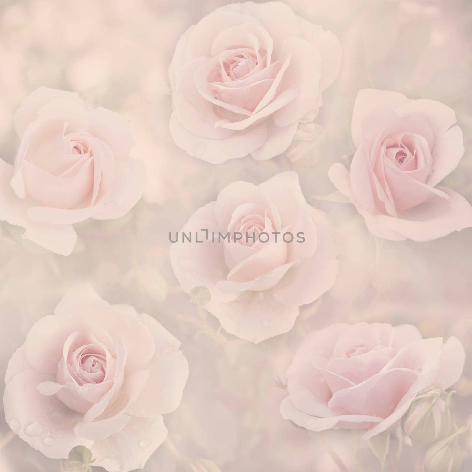 Beautiful pastel floral pattern background. Abstract pink rose bud in garden. Spring vintage wallpaper design.