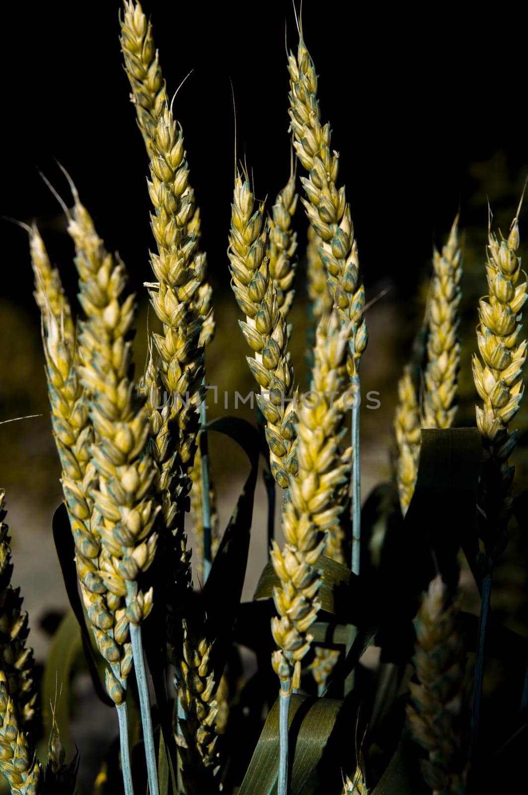 Yellow ears of wheat on a dark background. An ear of rye on black. Agricultural plant. Flour for baking bread. Background image. Farm harvest of wheat or rye. Grain plants.