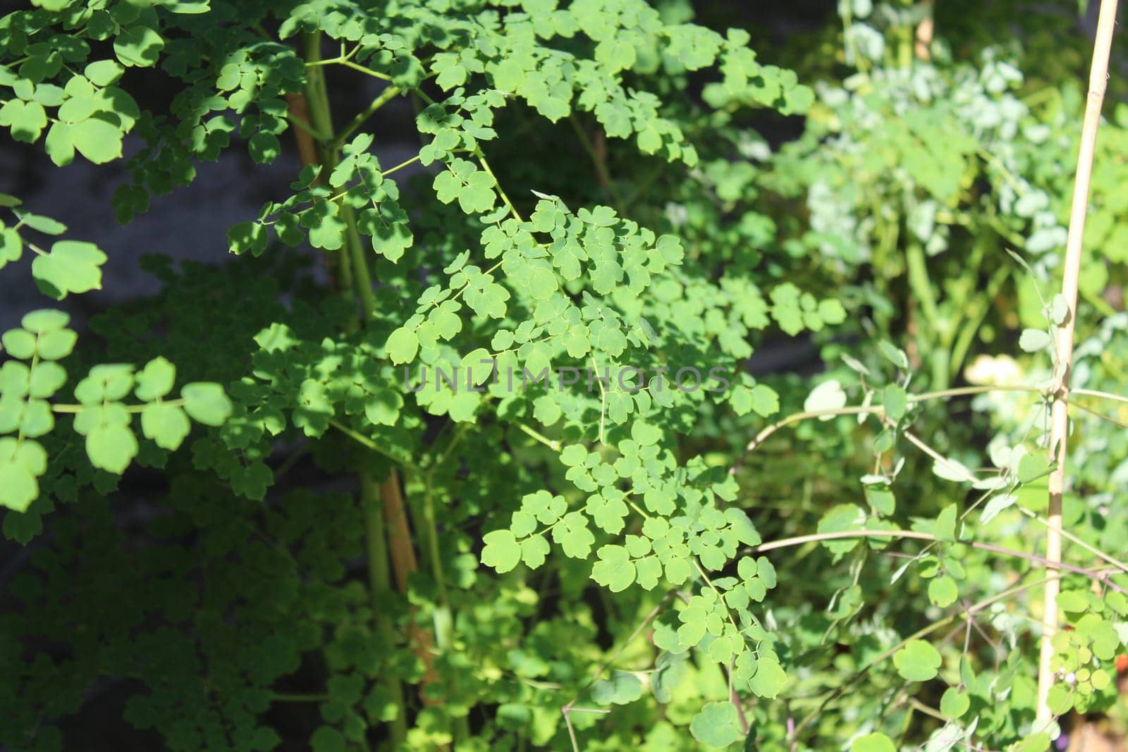 Thalictrum in the autumn in the garden