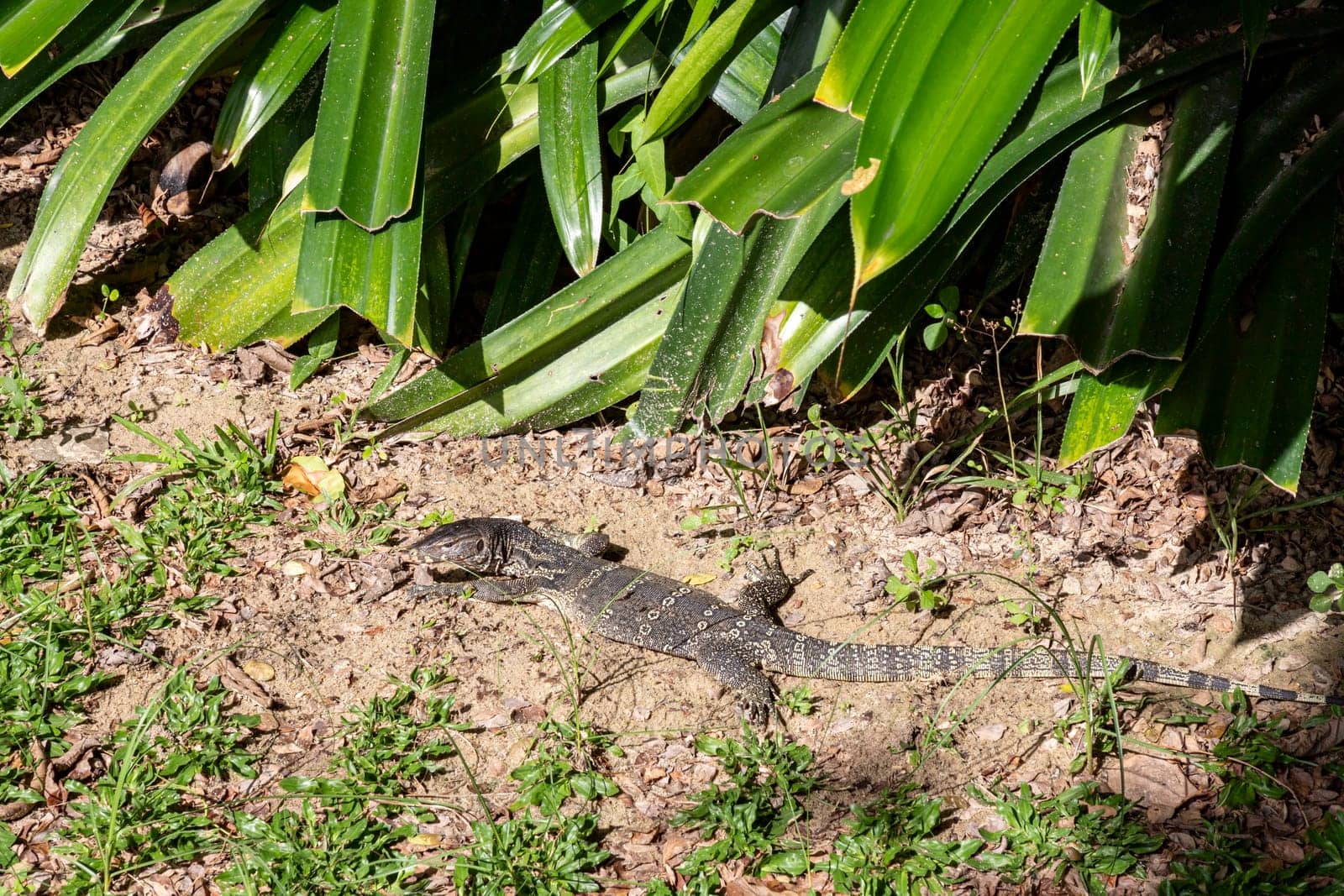 A monitor lizard comfortably sunbathes on the sand at a university in Thailand. This is normal, not afraid of people looking at it, like a representative of the natural abundance of Thailand.
