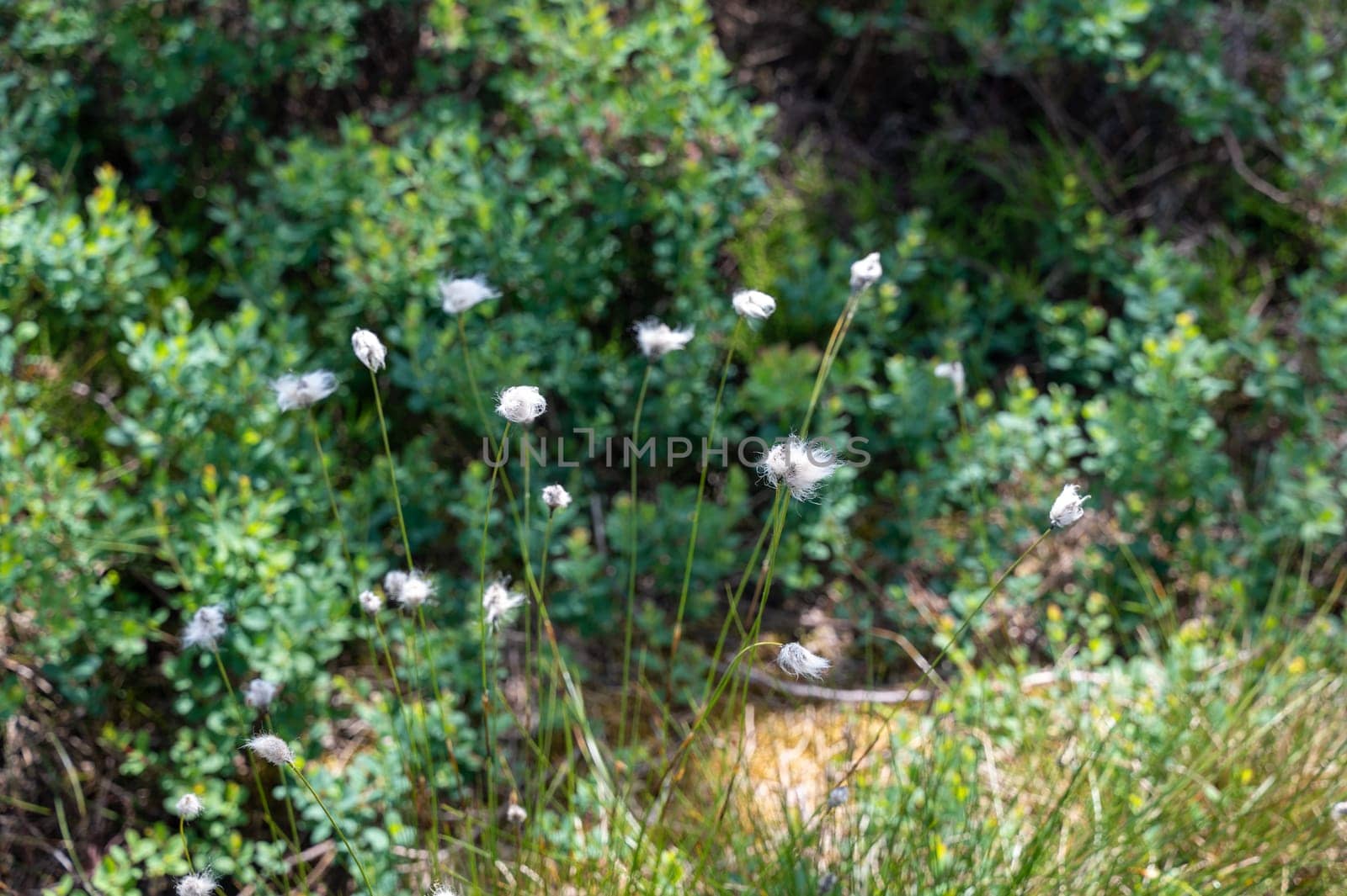 Cotton grasses ( Eriophorum ) in the Black Moor in the Rhoen, Germany