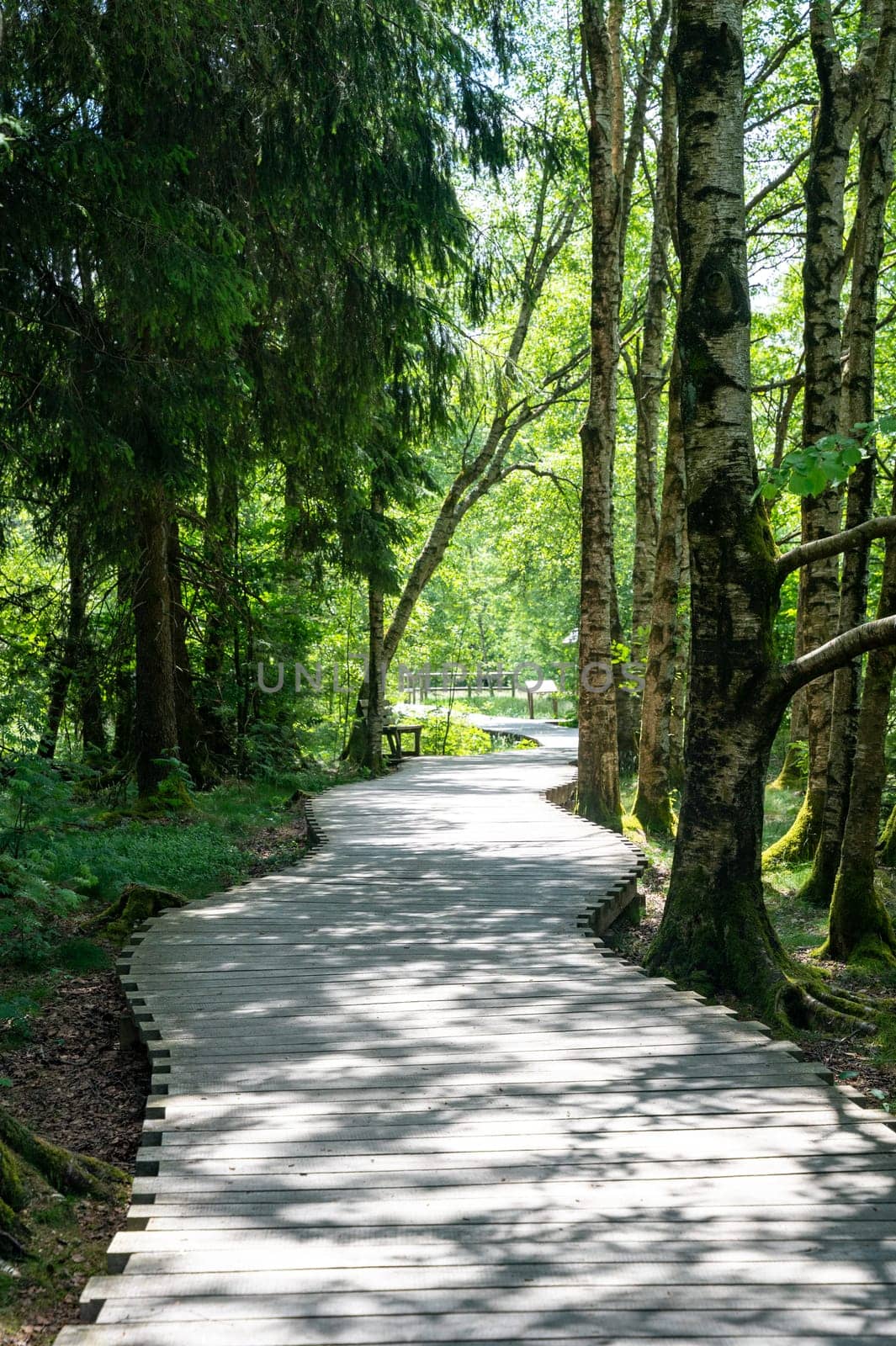 Black Moor in the Rhön, Bavaria, Germany, with a new wooden path