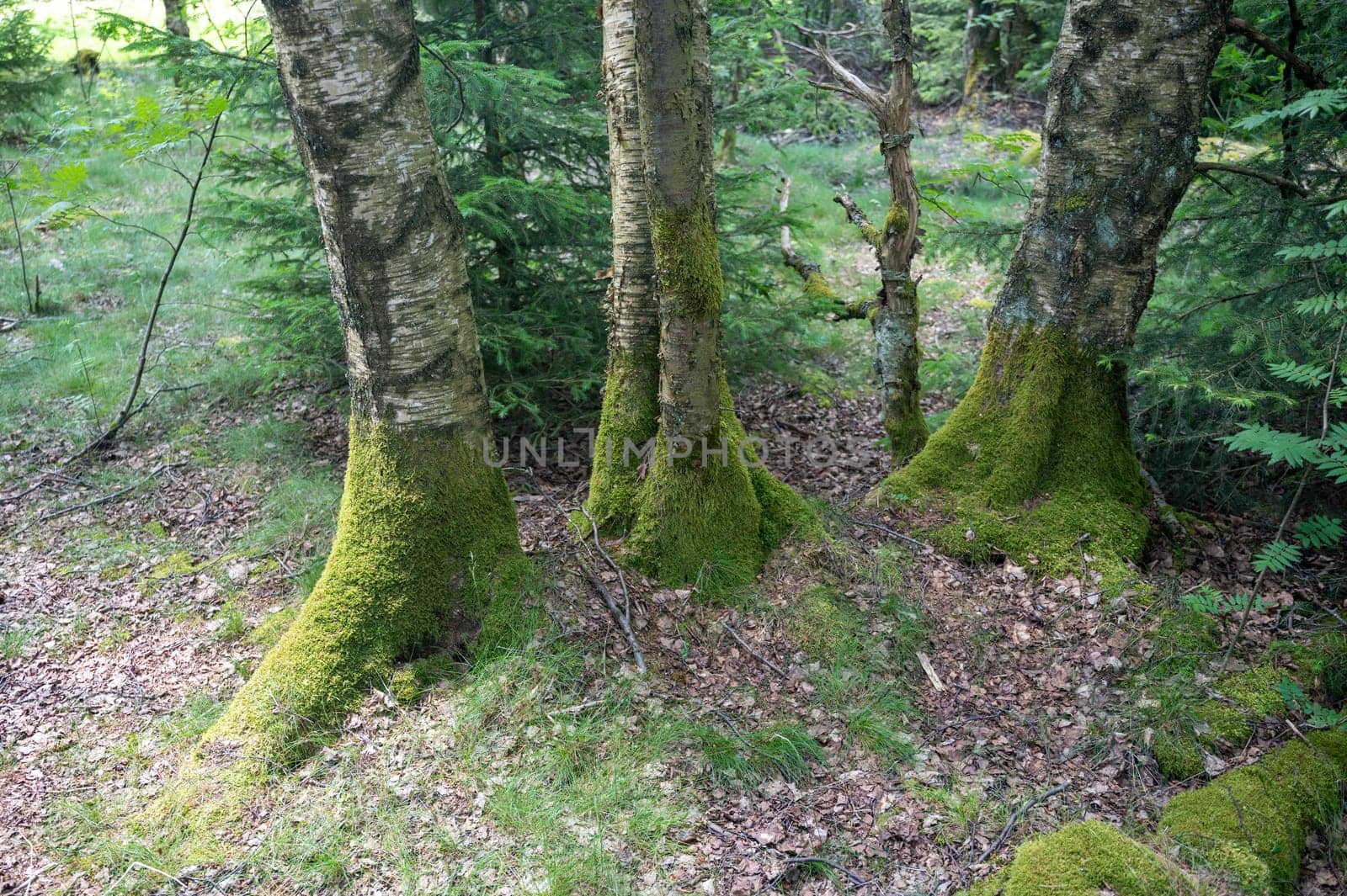 Trees in the forest overgrown with green moss