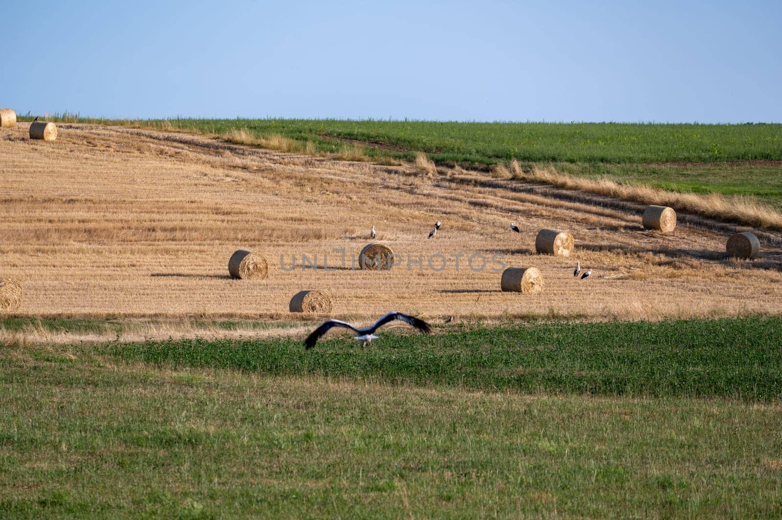 White storks ( Ciconia ciconia ) between hay bales in a harvested field with blue sky