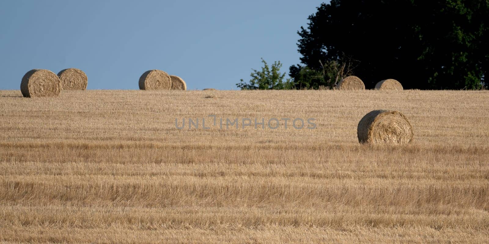 Straw bales on harvested field  with blue sky