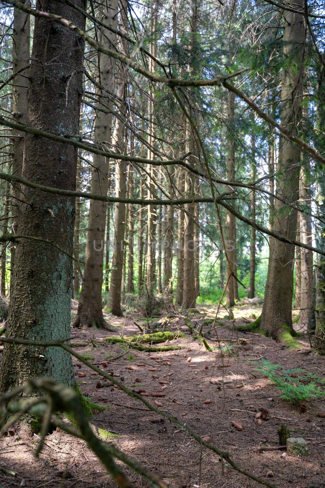 Bare trees in the forest in sunlight