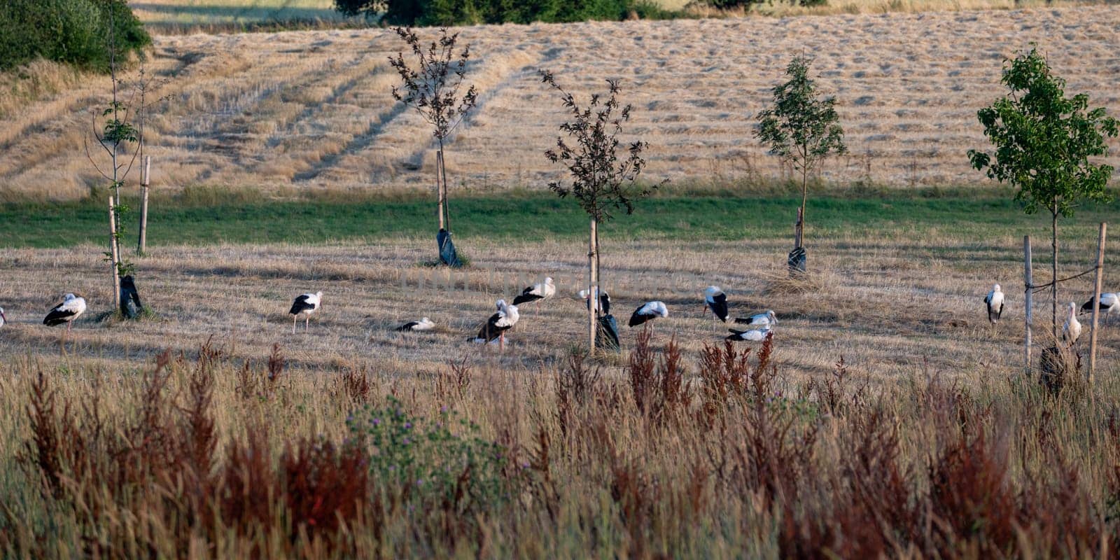 Many white storks ( Ciconia ciconia ) gather in a green meadow towards evening and preen themselves