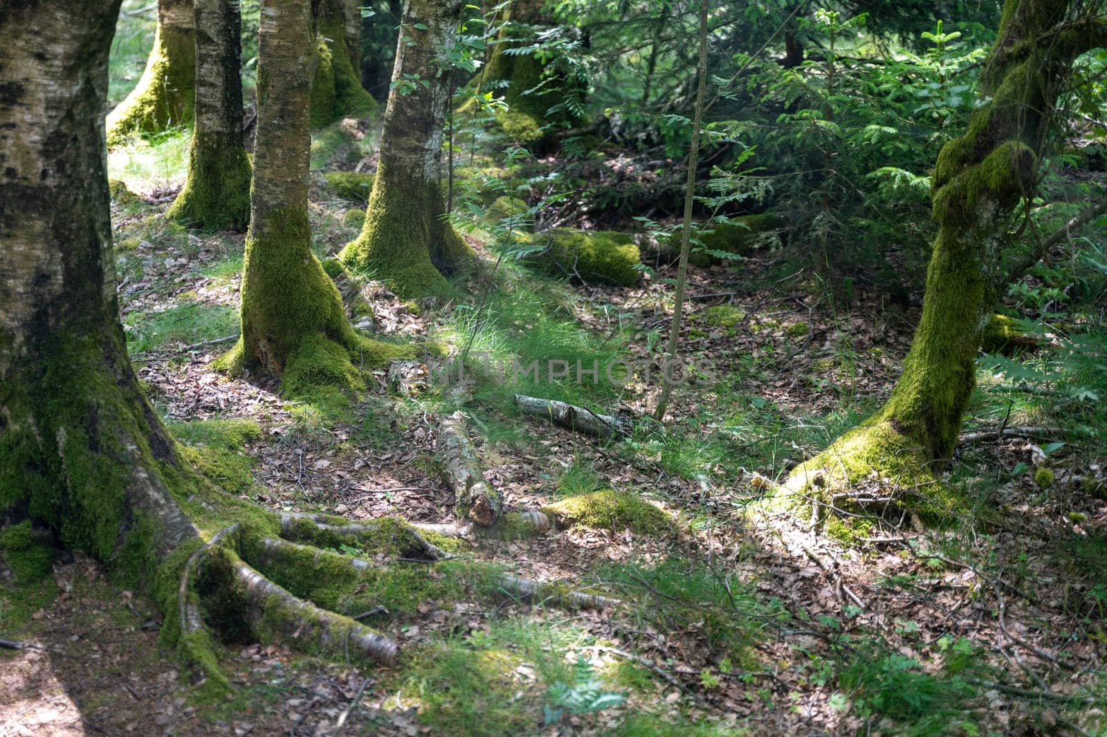Trees in the forest overgrown with green moss