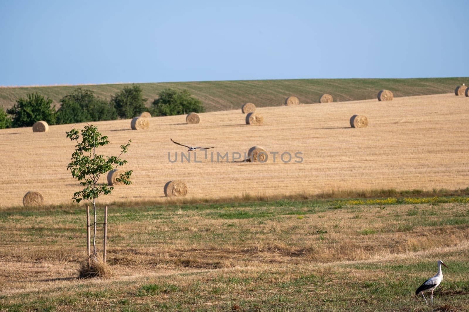 White storks ( Ciconia ciconia ) with hay bales in a harvested field with blue sky