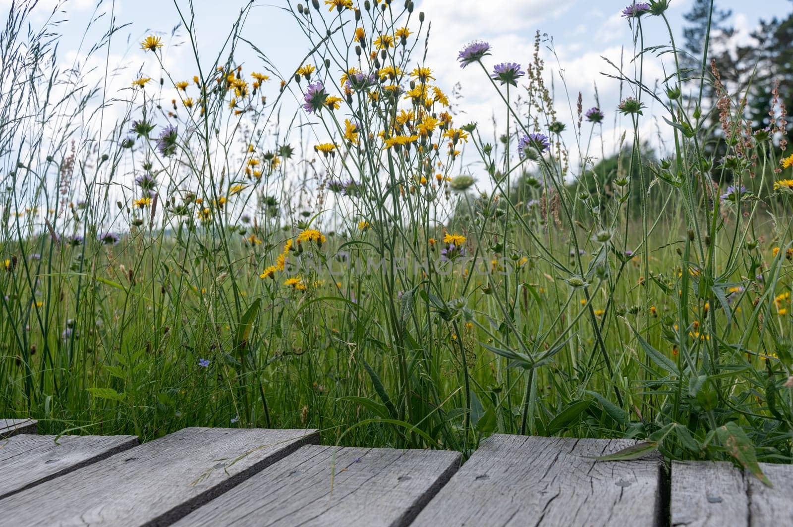 Wooden planks with green meadow and yellow flower