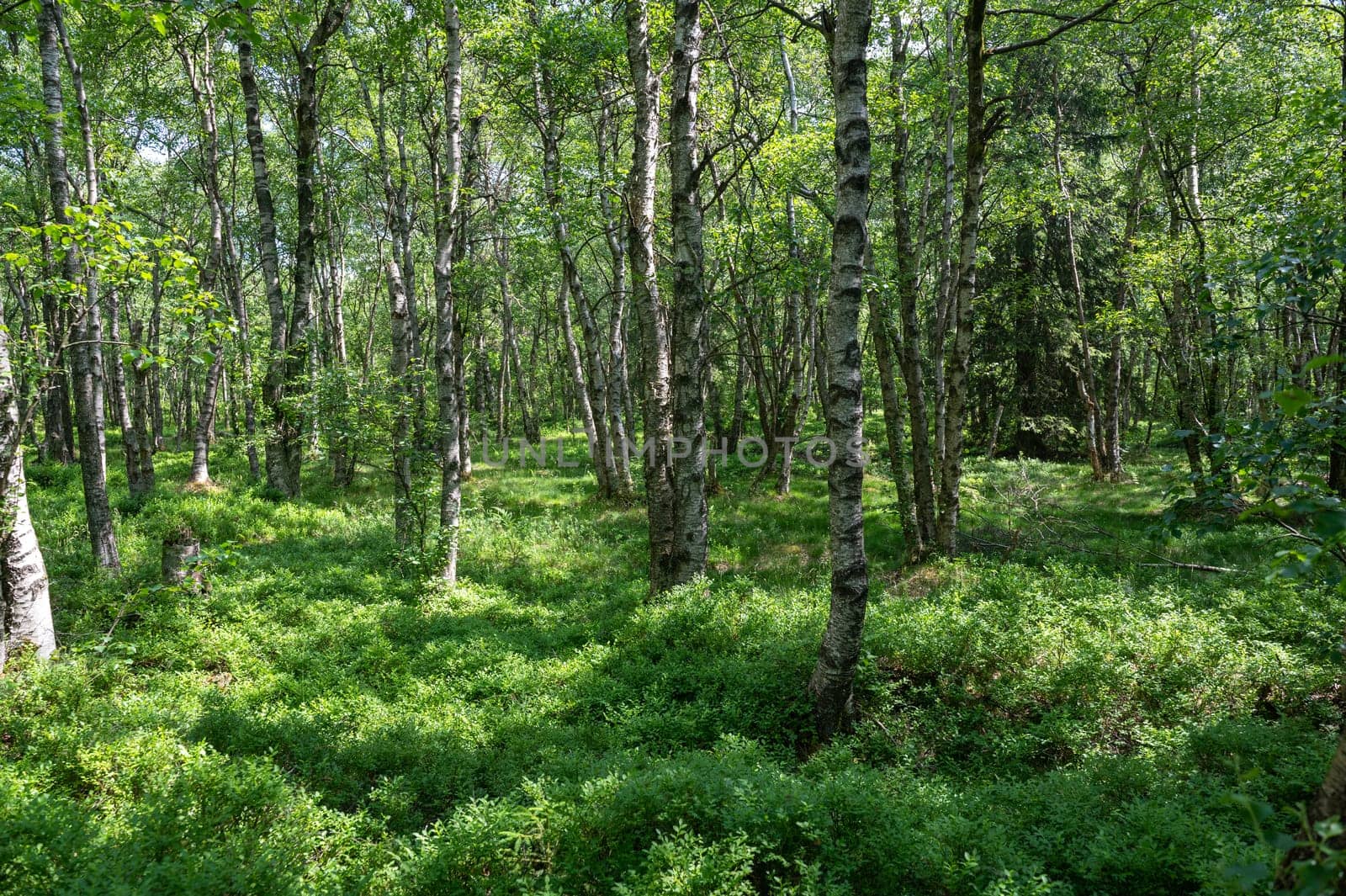 Carpathian birch forest ( Betula carpatica ) in the red bog in the High Rhön, Hesse, Germany