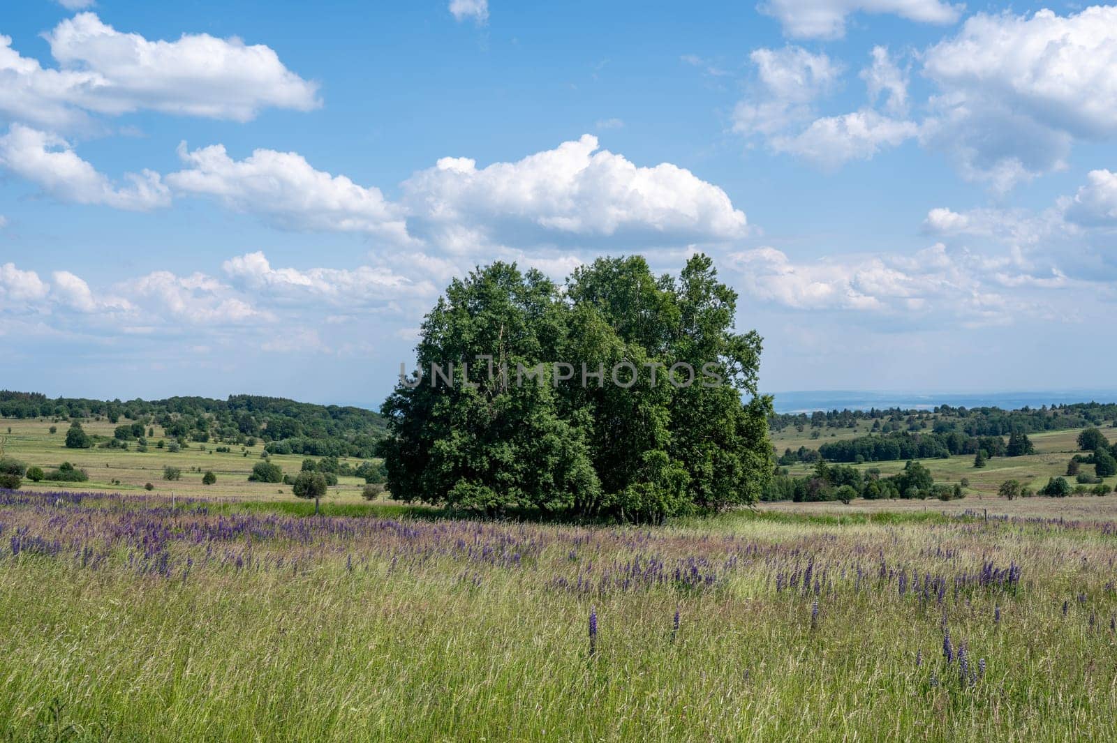 Landscape with green meadows and lupins in the high Rhoen, Bavaria, Germany