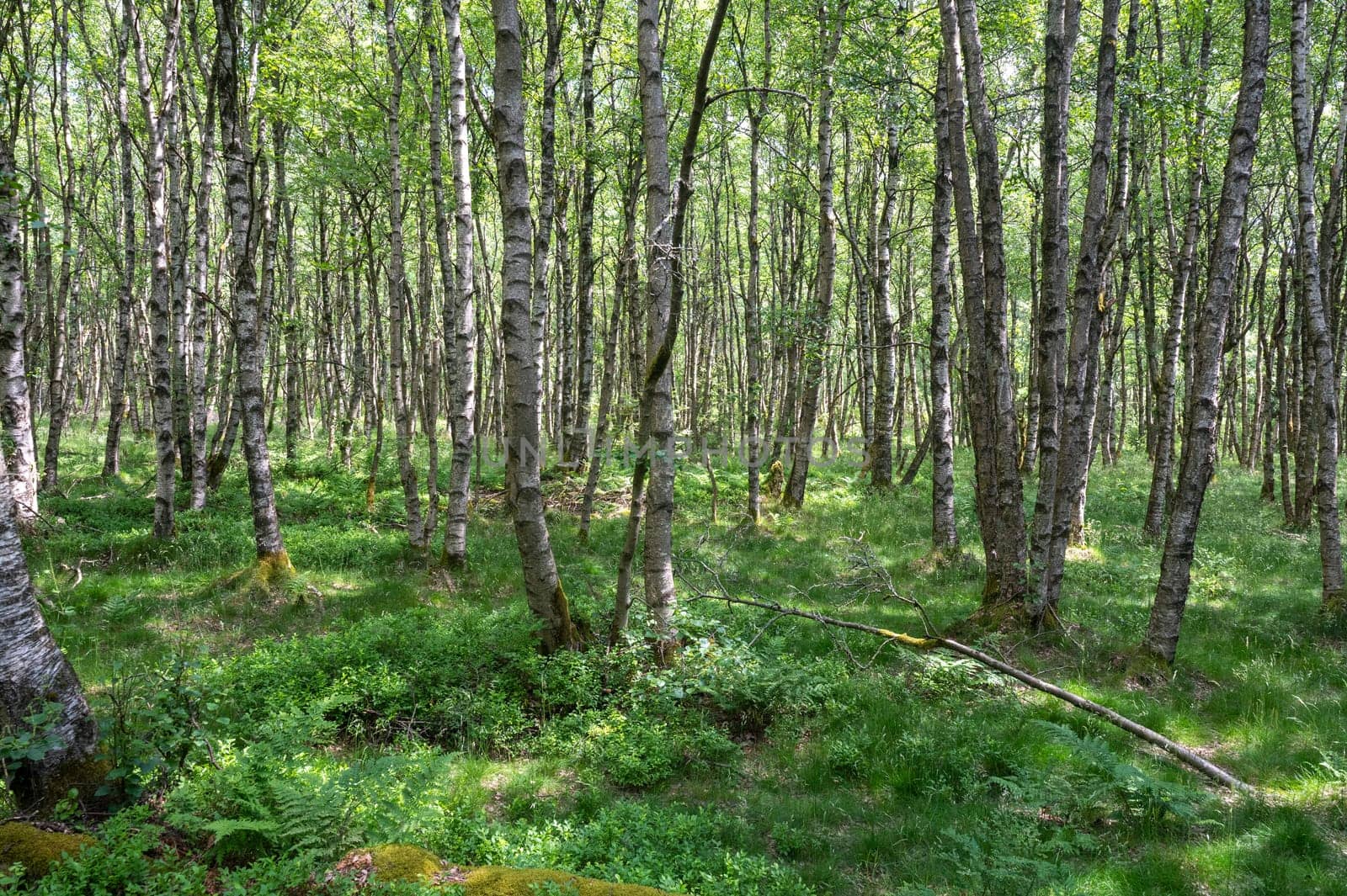 Carpathian birch forest ( Betula carpatica ) in the red bog in the High Rhön, Hesse, Germany