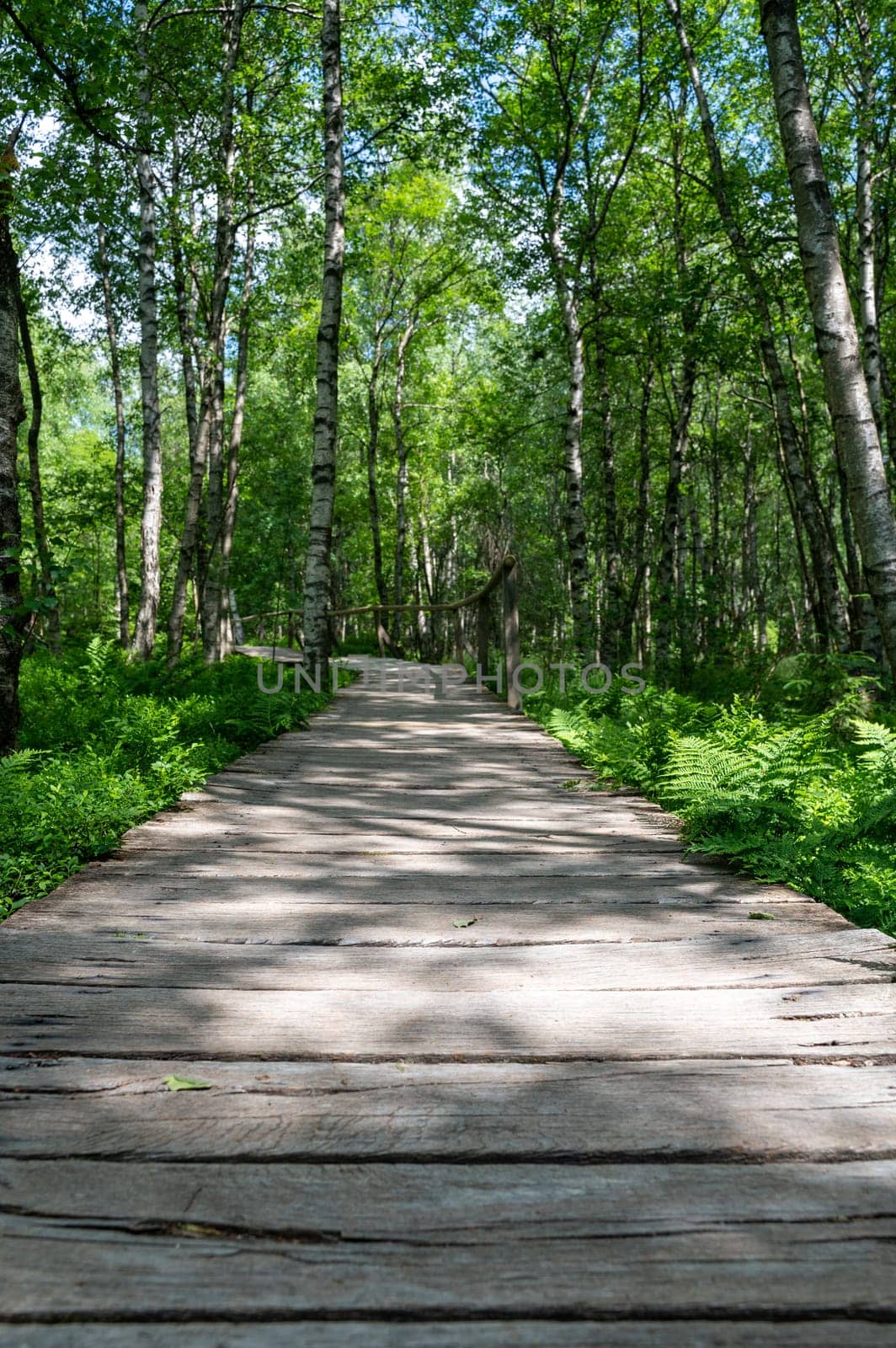 A Carpathian birch ( Betula carpatica ) forest with wooden footbridge in the red moor in the high Rhön, Hesse, Germany