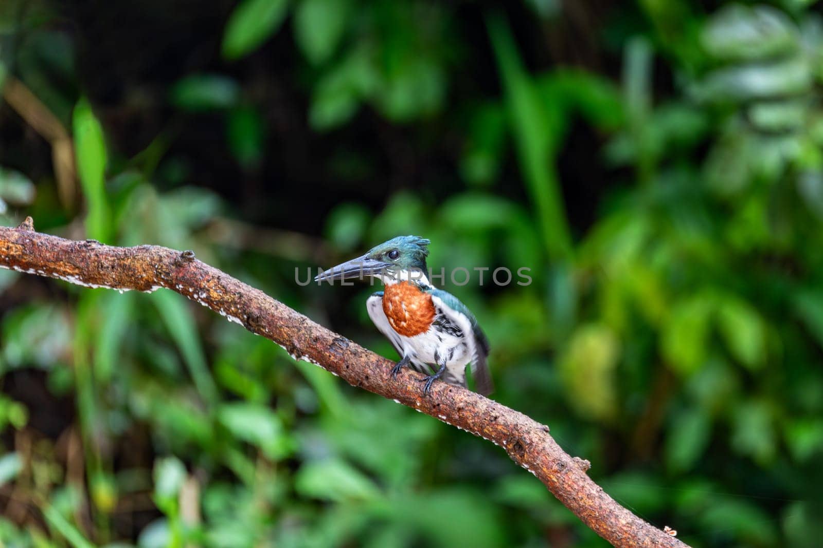 Bird Amazon Kingfisher (Chloroceryle amazona) male sitting on a branch with blurry background. Refugio de Vida Silvestre Cano Negro, Wildlife and bird watching in Costa Rica.